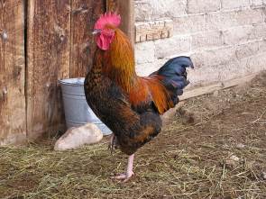 We named him Solomon. He currently has 10 wives.