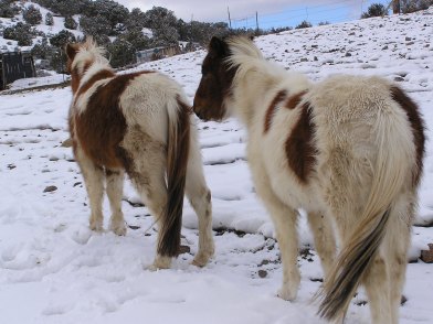 My neighbor Katy's horses.