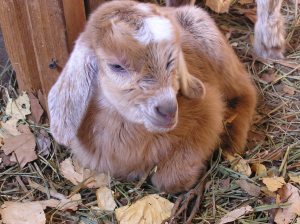 Hildegard at 1 day old